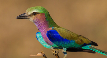 Luambe Camp: Lilac Breasted Roller