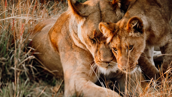 Mukambi Busanga Plains Camp: Körperliche Nähe