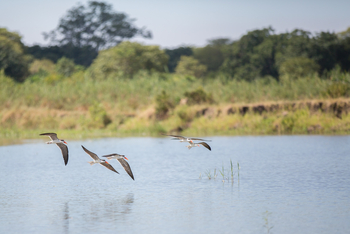Mvuu Lodge: African Skimmers