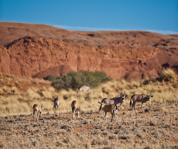 Namib Desert Lodge: Oryxantilopen