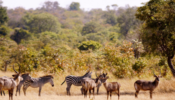 Nanzhila Plains Camp: Zebras und Wasserböcke