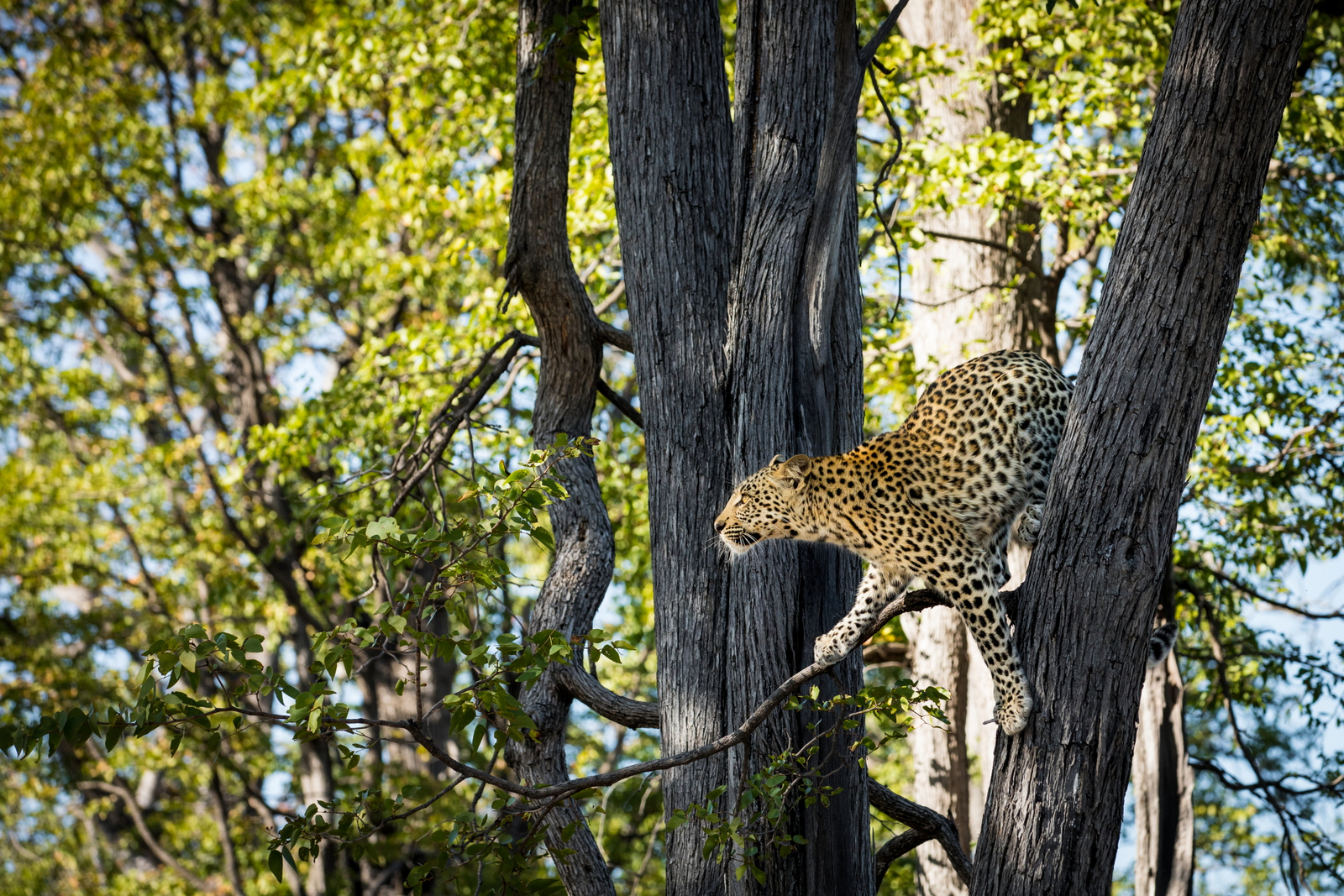 Okavango Explorers Camp Okavango Explorers Camp: Leopard