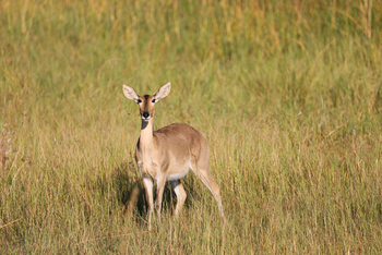 Okavango Explorers Camp Okavango Explorers Camp: Riedbock