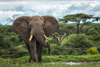 Ol Donyo Lodge: Rüsselschlinge