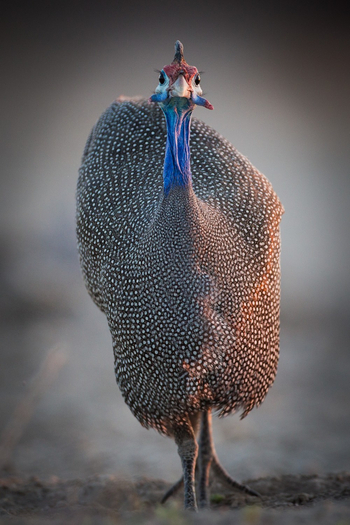 Onguma Reserve: Onkolo Hide - Helmperlhuhn