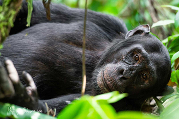 Primate Lodge: Ruhende Schimpansin