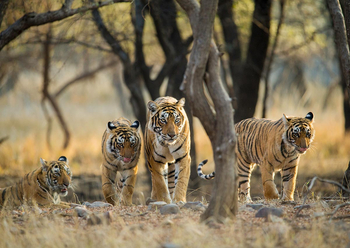 Sawai Vilas: Tigerin mit Jungtieren