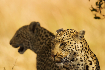 Shinde Footsteps Shinde Footsteps: Leoparden