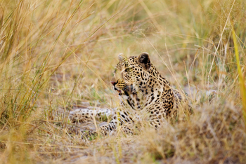 Shinde Lodge Shinde Lodge: Leopard im Gras