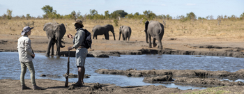 Somalisa Expeditions Camp: Elefanten am Ufer beobachten