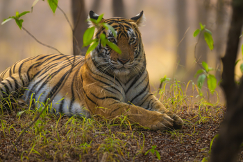 TUTC Sawai Shivir: Königstiger