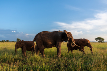 Tarangire Safari Lodge: Elefanten auf der Savanne