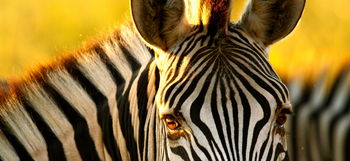 The Hide: Zebraaugen