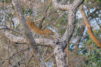 Vanghat: Leopard im Baum