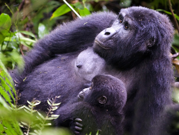 Volcanoes Virunga Lodge: Baby im Arm der Mutter