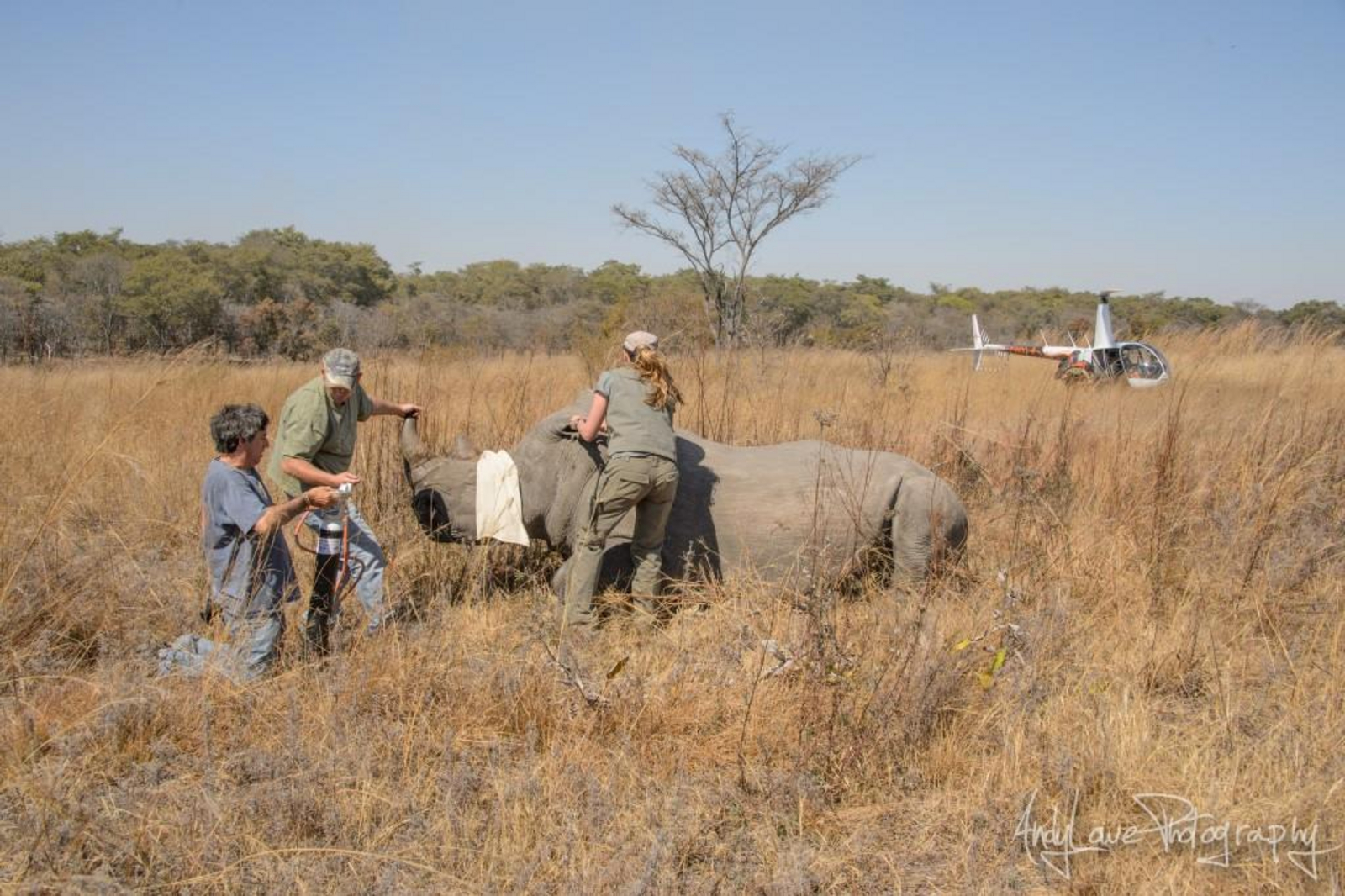 Vorbereitung zur Enthornung eines Spitzmaulnashorns Vorbereitung zur Enthornung eines Spitzmaulnashorns