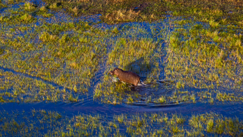 Vumbura Plains Camp: Hippo im seichten Wasser