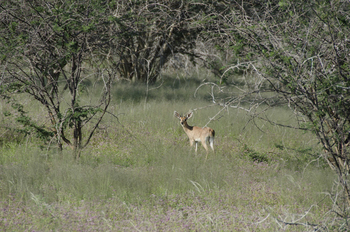 Ai Aiba Lodge Ai Aiba Lodge: Klippspringer