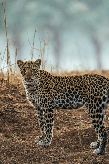 Anabezi Luxury Tented Camp: Junger Leopard
