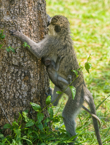 Anyadwe House: Pavianmutter mit Kind