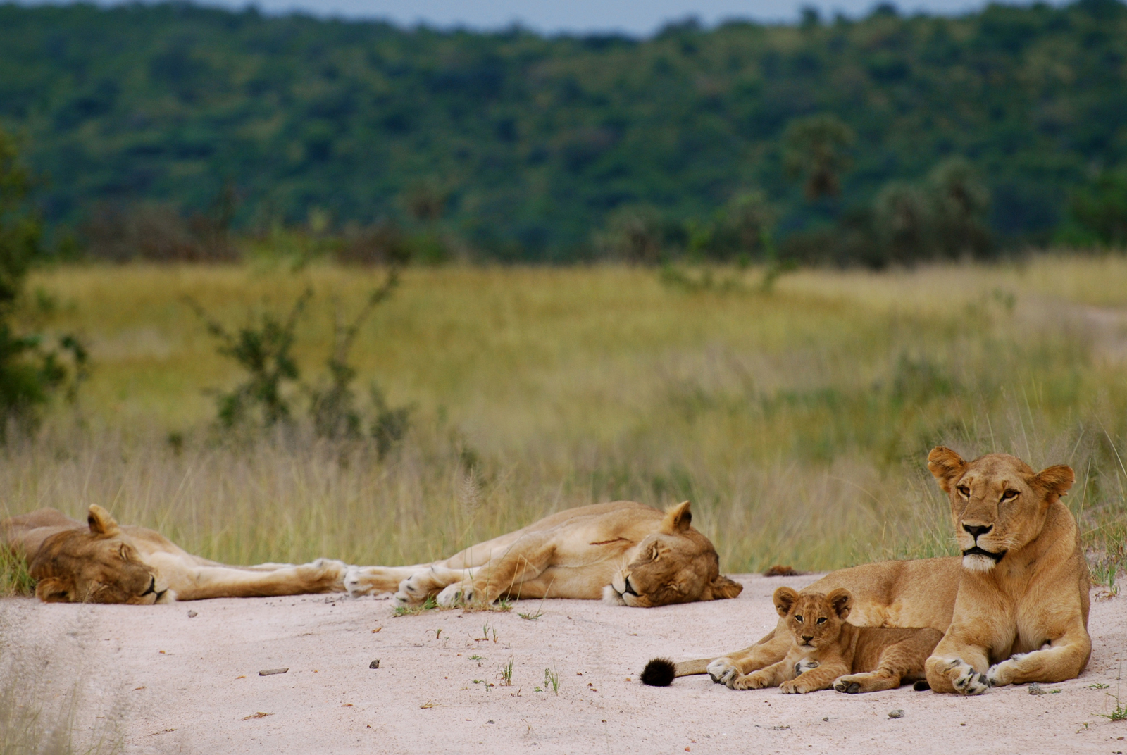Azura Selous Azura Selous: Bevor es im Rufiji River versunken ist