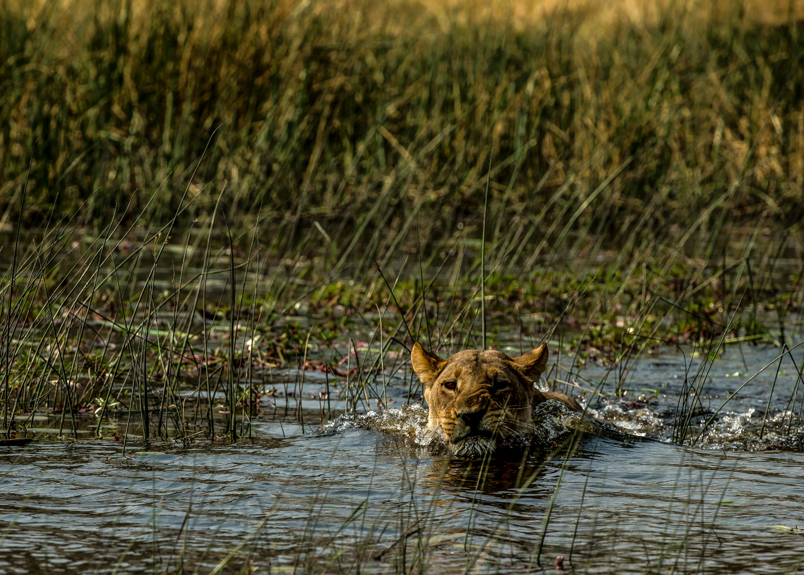 Selinda Camp Selinda Camp