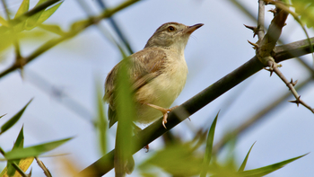 Bagh Villas: Plain Prenia