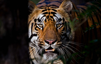 Bamboo Forest Safari Lodge: Tigerblick