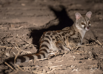 Chikunto Safari Lodge Chikunto Safari Lodge: Ginsterkatze