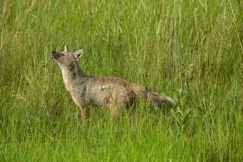 Duba Plains Camp: Streifenschakal