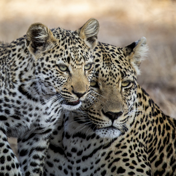 Dulini River: Leopardenmutte mit Kind