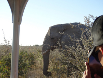 Etosha King Nehale Lodge Etosha King Nehale Lodge: Game Drive