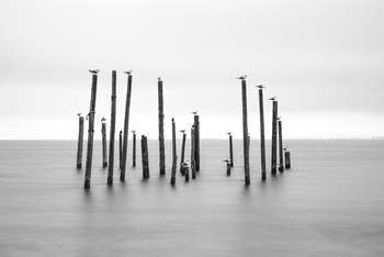 Fancy Fritz B&B: Möwen auf ihren Pfosten