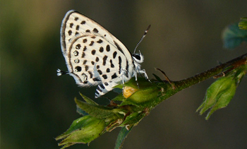 Flame of the Forest Safari Lodge: Schmetterling