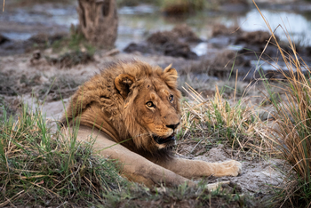 Karangoma Camp: Löwenmännchen