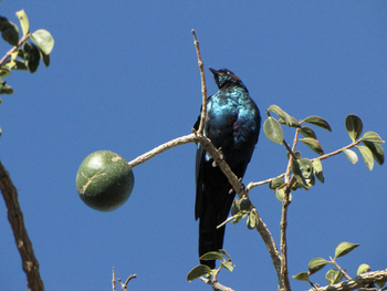 Khama Rhino Sanctuary Khama Rhino Sanctuary: Glanzstar
