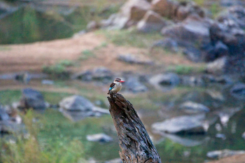 Koro River Camp: Woodland Kingfisher