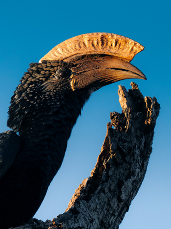 Koroi Forest Camp: Hornvogel Nahaufnahme