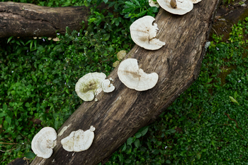 Koroi Forest Camp: Pilze auf einem Baumstamm