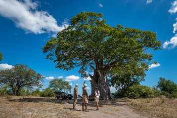 Kuthengo Camp: Baobab mit vollem Laub