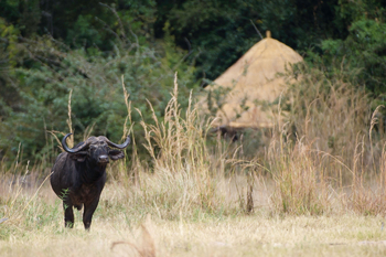 Kuyenda Bushcamp: Büffel vor dem Camp