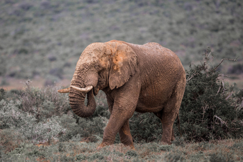 Kwandwe Private Game Reserve: Elefanten unterwegs