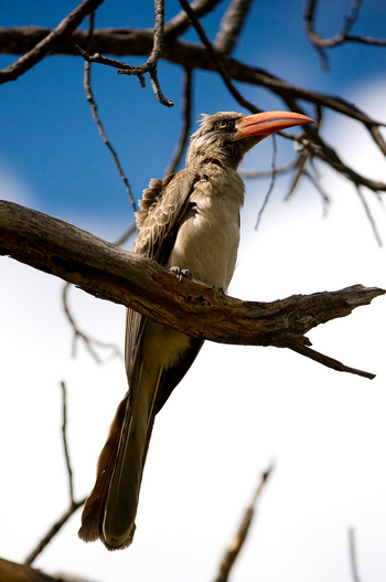 Little Makalolo Camp Little Makalolo Camp: Bradfield's Hornbill