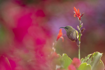 Loldia House: Olive Sunbird