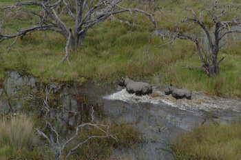 Macatoo Camp: Nashörner im Wasser
