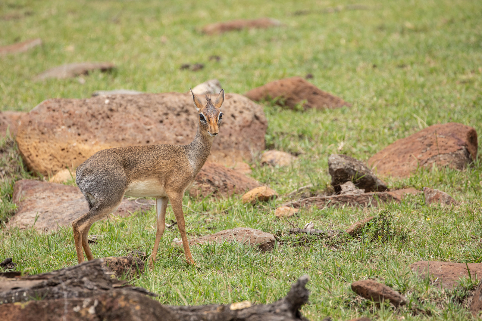 Mara Nyika Camp Mara Nyika Camp: Dik Dik