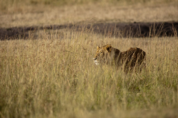 Mkombe's House Lamai: Löwe auf Pirsch