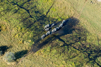 Mogotlho Safari Lodge Mogotlho Safari Lodge: Elefantenluftbild