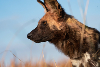 Mokolwane Camp: Wildhund