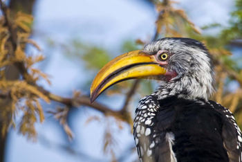 Mushara Game Drive: Yellow Hornbill
